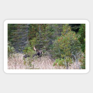 Hidden Moose, Algonquin Park, Canada Sticker